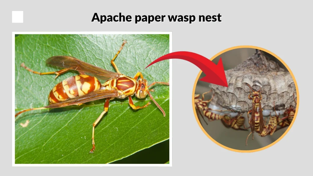 Apache paper wasp nest