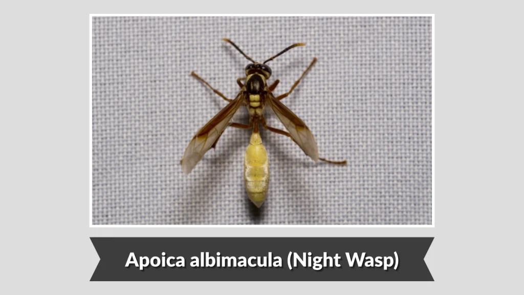 Apoica albimacula (Night Wasp)
