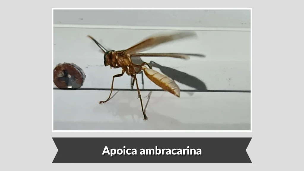Apoica ambracarina