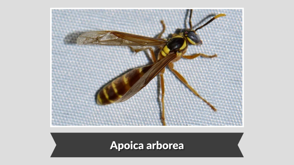 Apoica arborea