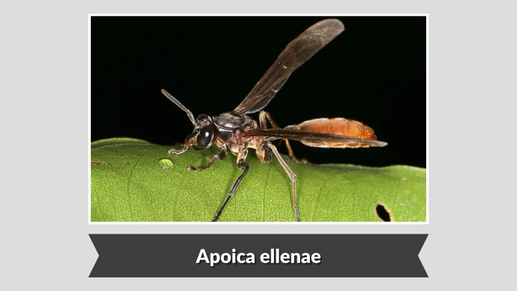 Apoica ellenae