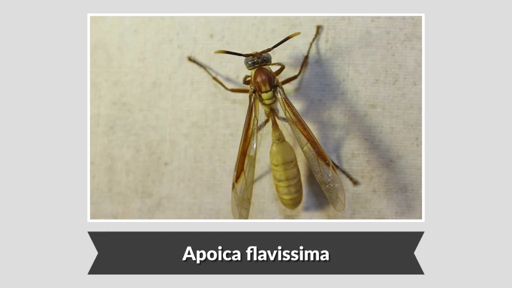 Apoica flavissima