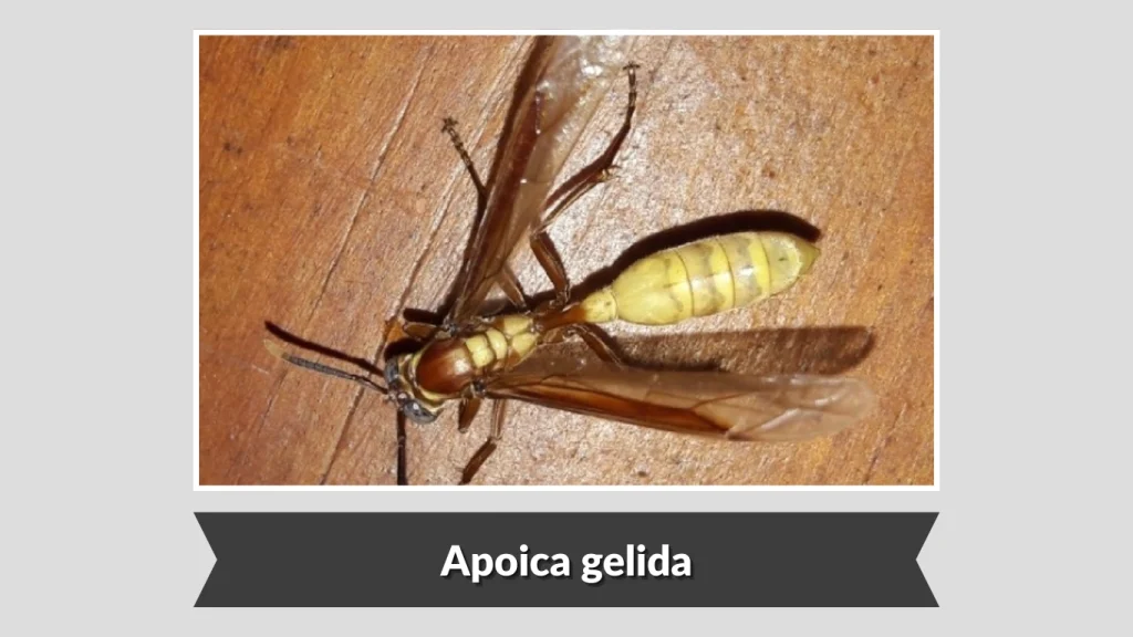 Apoica gelida