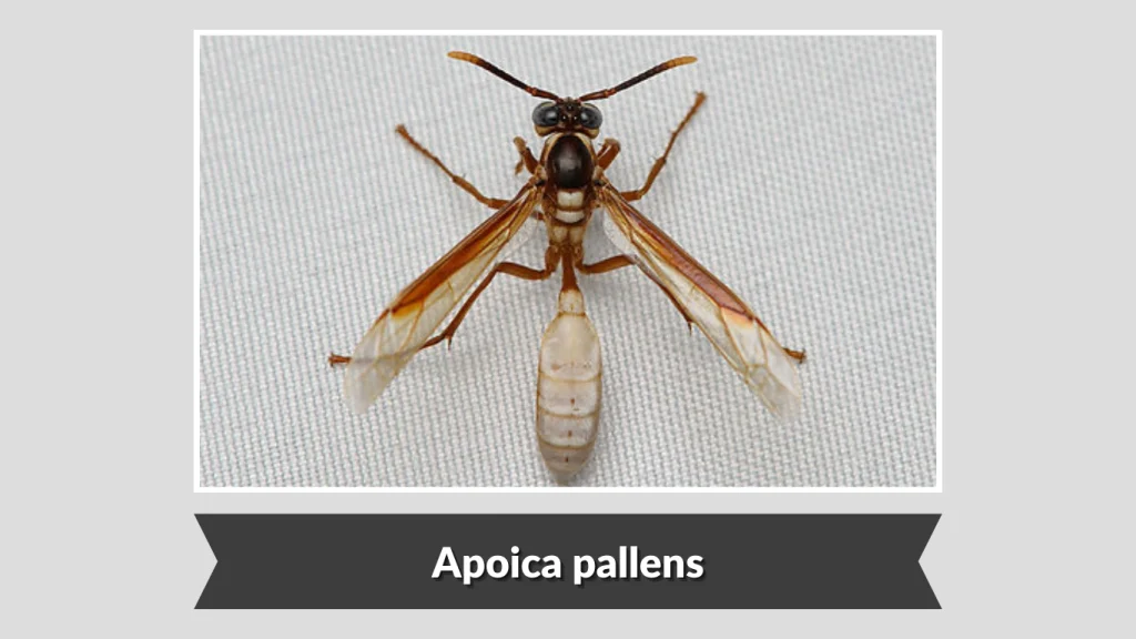 Apoica pallens