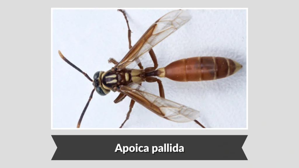 Apoica pallida