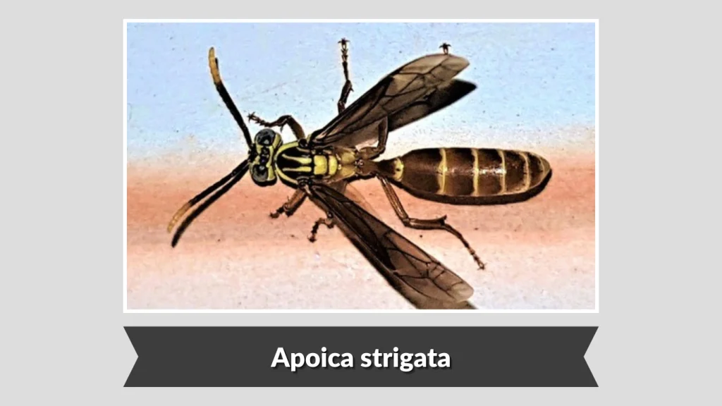 Apoica strigata