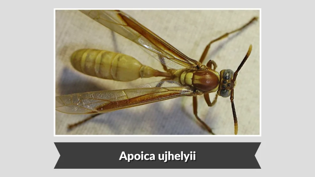 Apoica ujhelyii