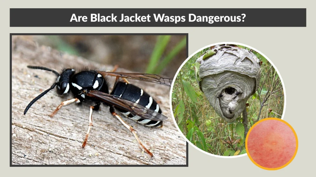 Are Black Jacket Wasps Dangerous