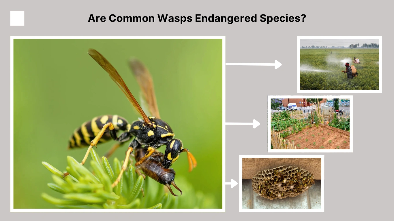 Are Common Wasps Endangered Species Ecological Role