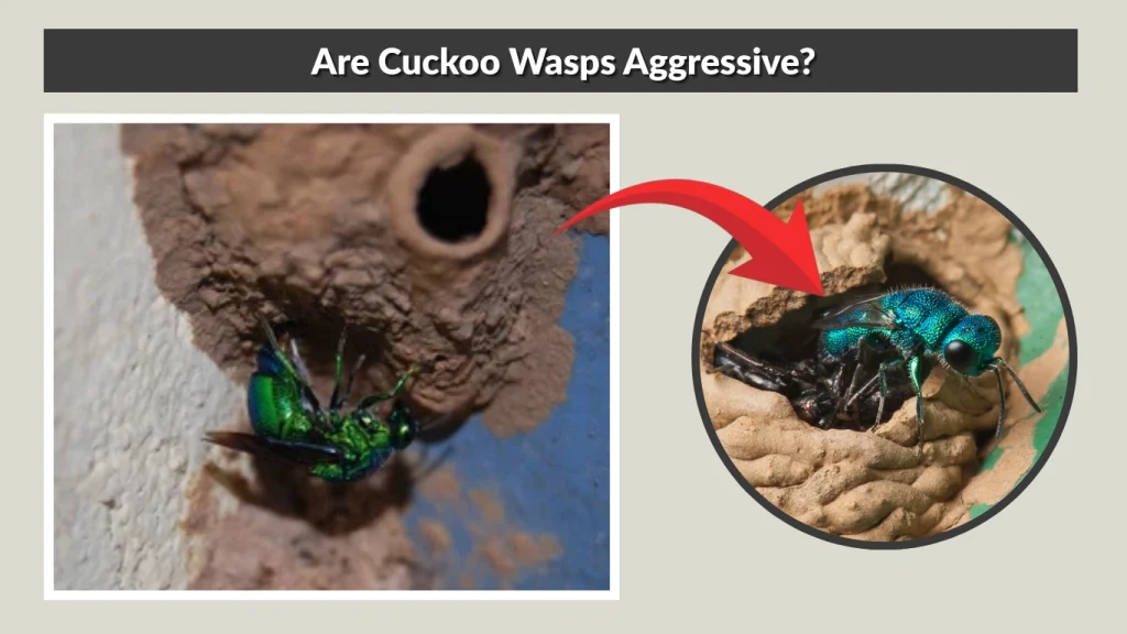 Are Cuckoo Wasps Aggressive