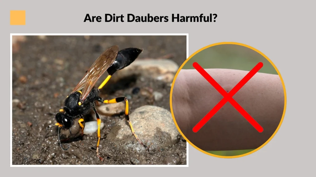 Are Dirt Daubers Harmful