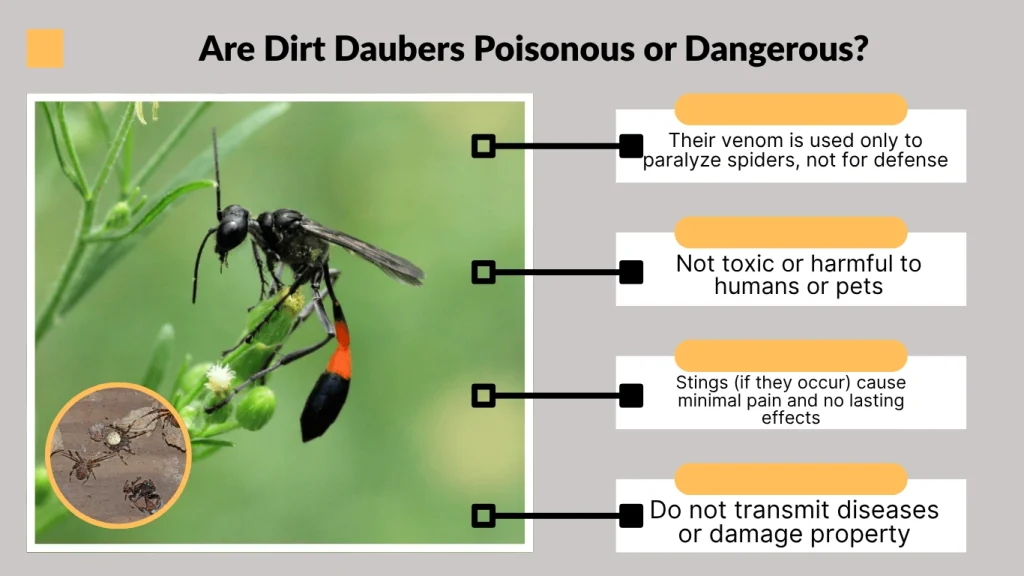 Are Dirt Daubers Poisonous or Dangerous