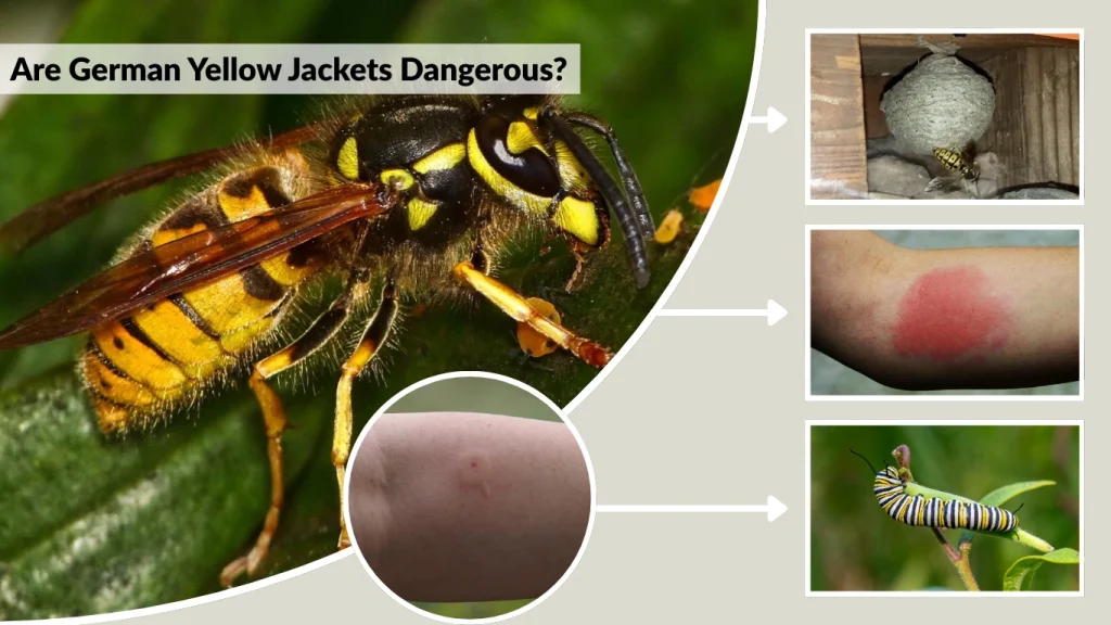Are German Yellow Jackets Dangerous