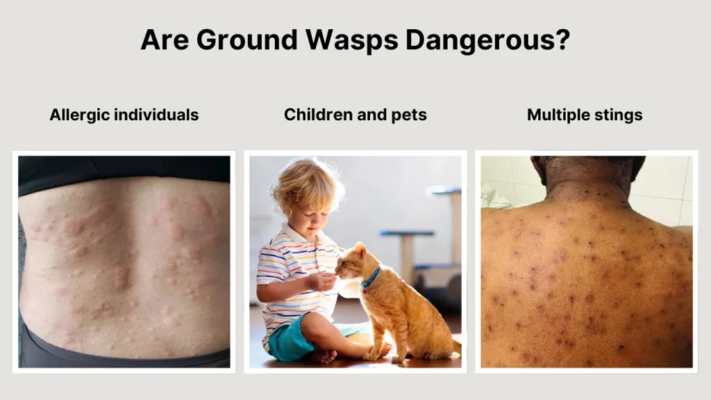 Are Ground Wasps Dangerous