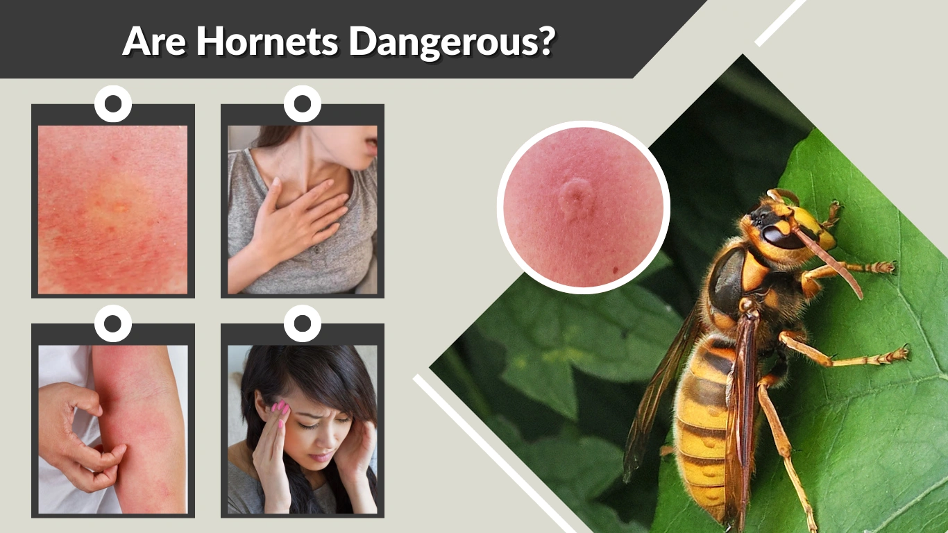 Are Hornets Dangerous Everything You Need to Know