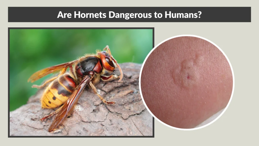 Are Hornets Dangerous to Humans