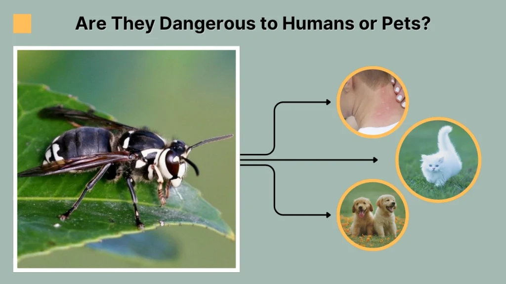 Are They Dangerous to Humans or Pets
