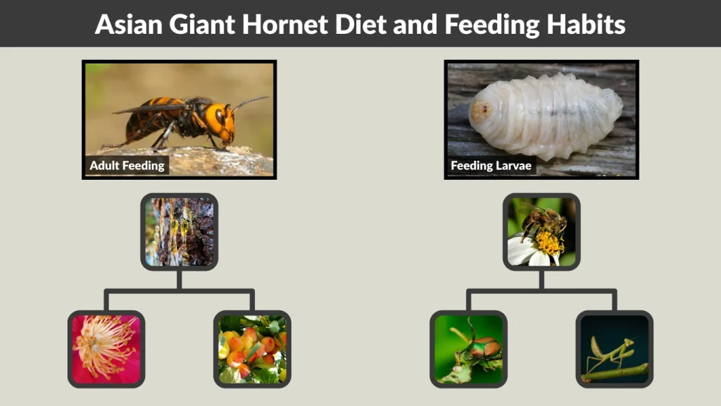 Asian Giant Hornet Diet and Feeding Habits