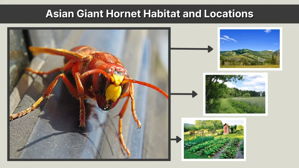 Asian Giant Hornet Habitat and Locations