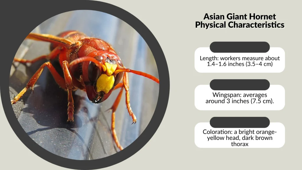 Asian Giant Hornet Physical Characteristics