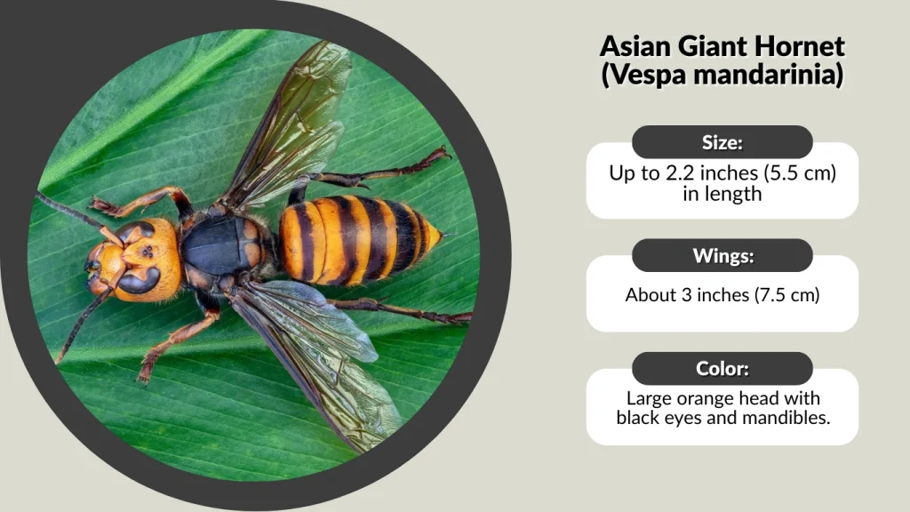 Asian Giant Hornet (Vespa mandarinia)