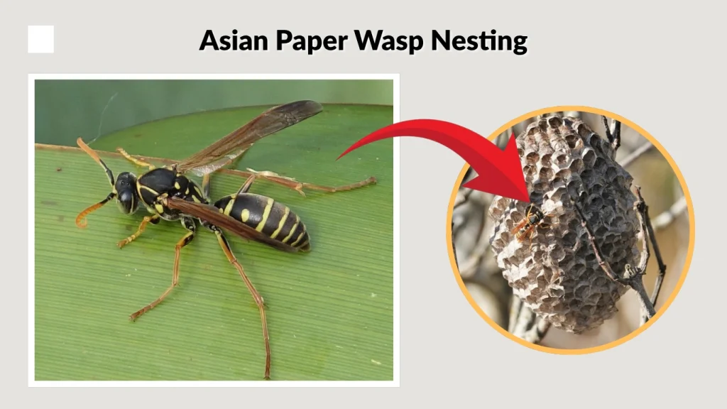 Asian Paper Wasp Nesting