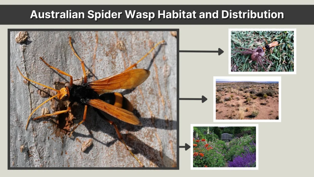 Australian Spider Wasp Habitat and Distribution