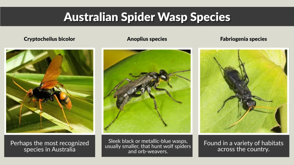 Australian Spider Wasp Species