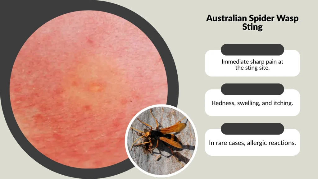 Australian Spider Wasp Sting