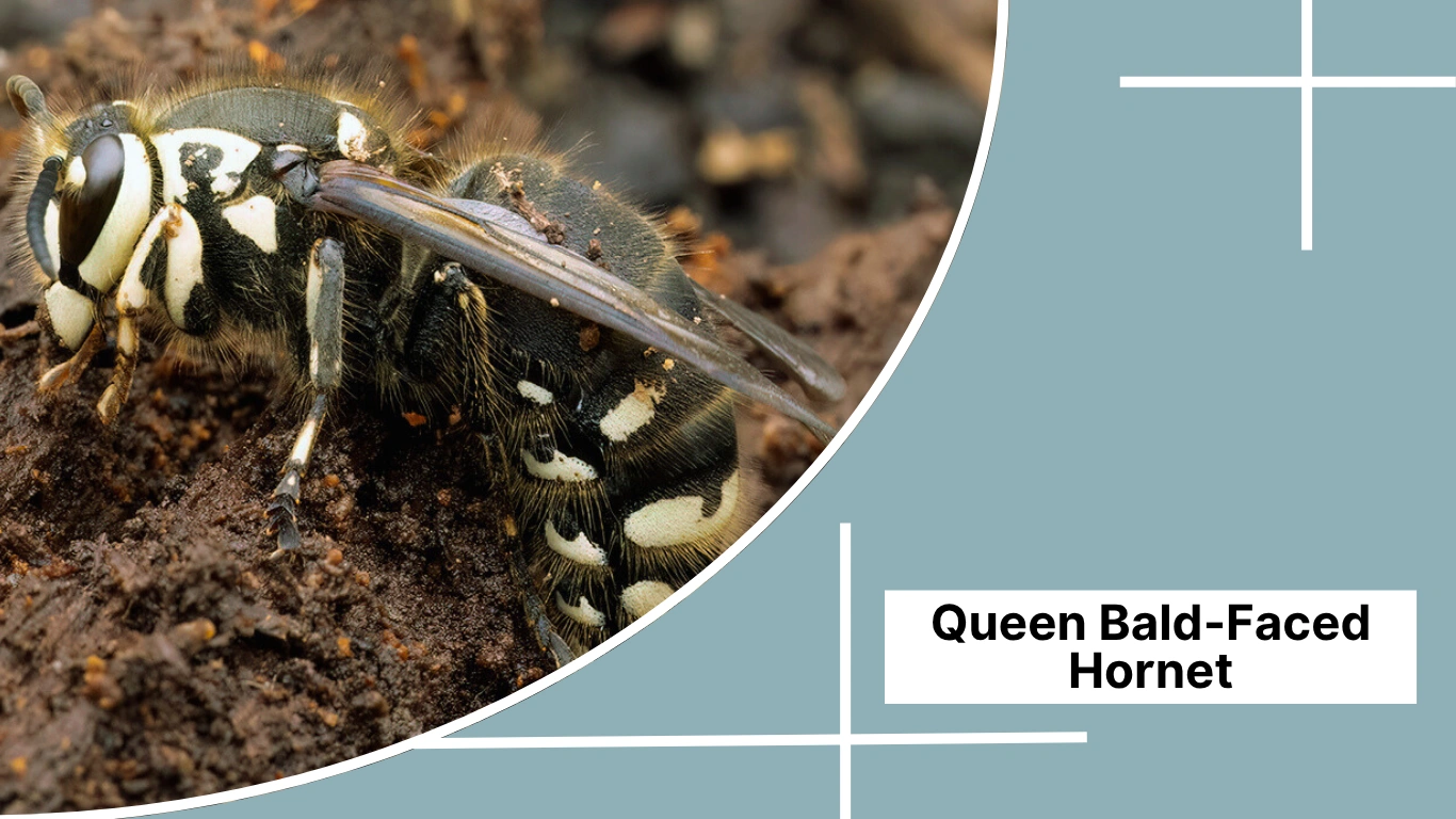 Bald-Faced Hornet Queen Identification, Nesting, Lifespan