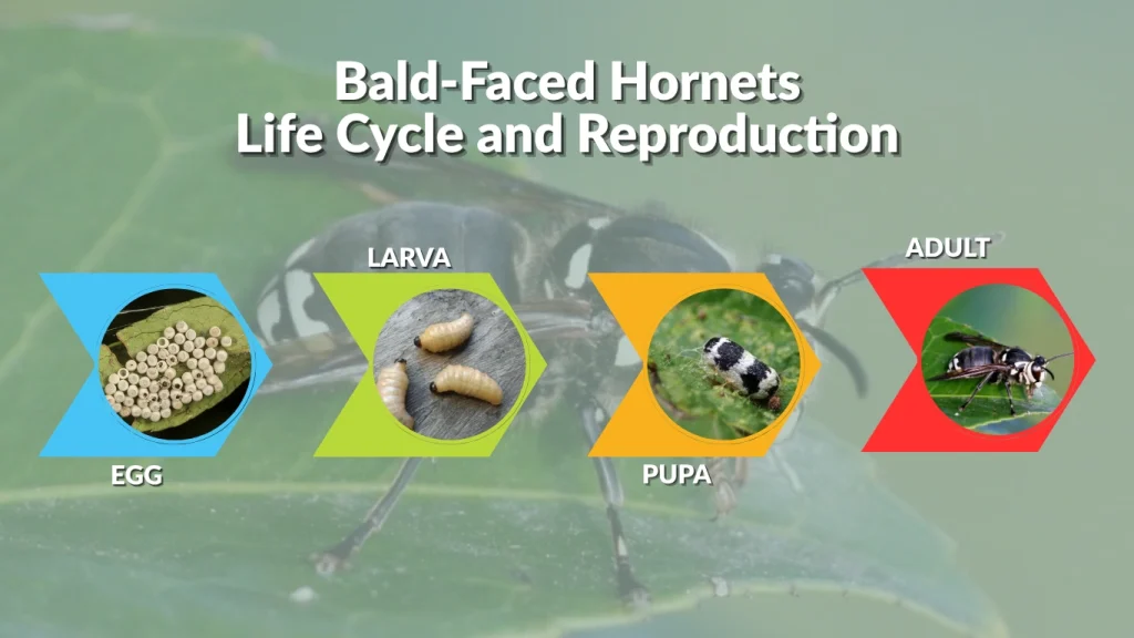 Bald-Faced Hornets