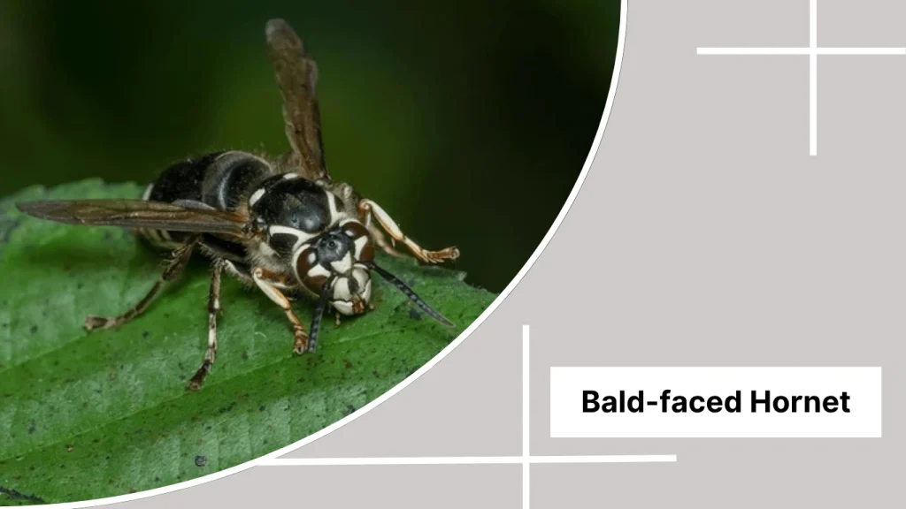Bald-faced Hornet