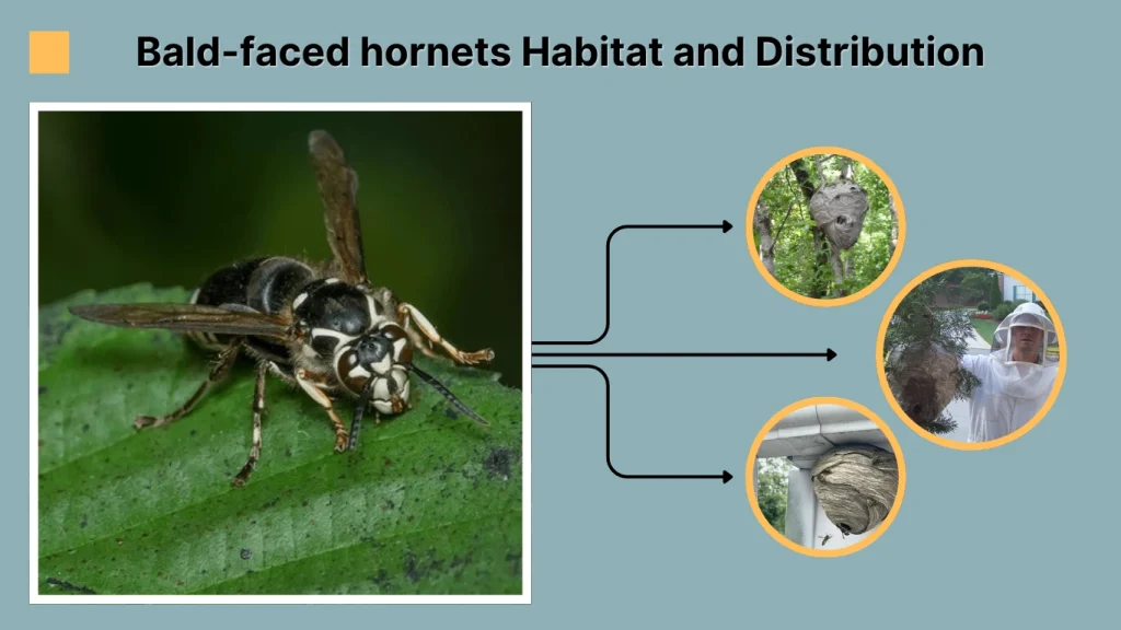 Bald-faced hornets Habitat and Distribution