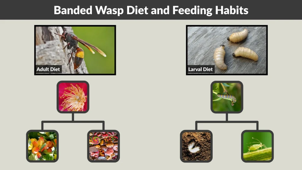 Banded Wasp Diet and Feeding Habits