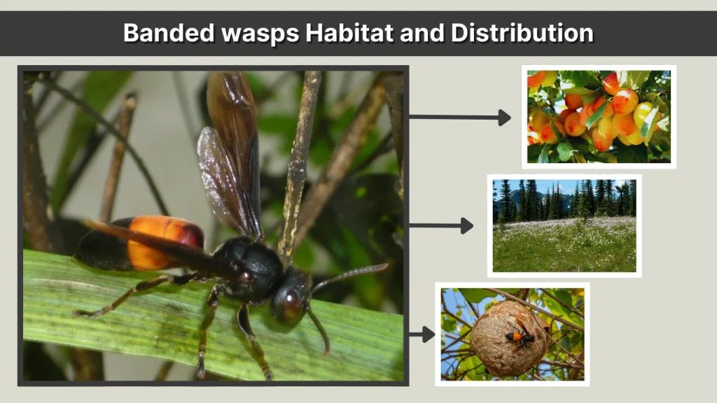 Banded wasps Habitat and Distribution