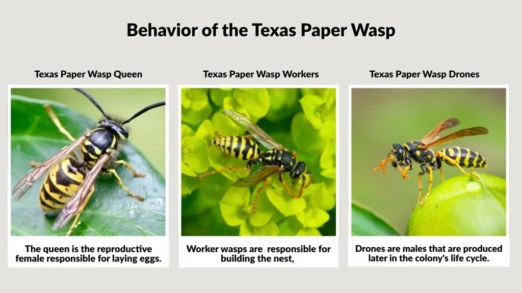 Behavior of the Texas Paper Wasp