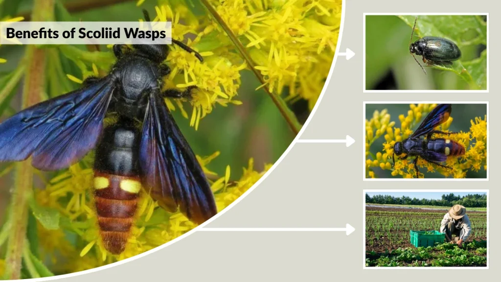 Benefits of Scoliid Wasps