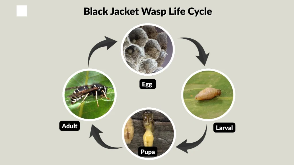 Black Jacket Wasp Life Cycle