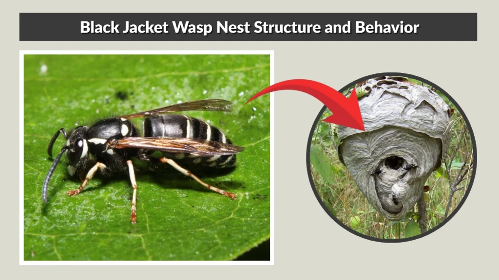Black Jacket Wasp Nest Structure and Behavior