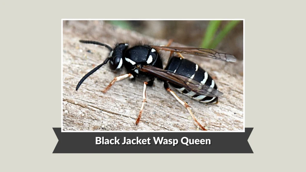Black Jacket Wasp Queen