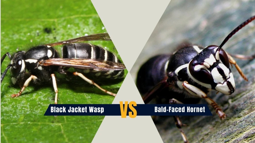 Black Jacket Wasp vs Bald-Faced Hornet