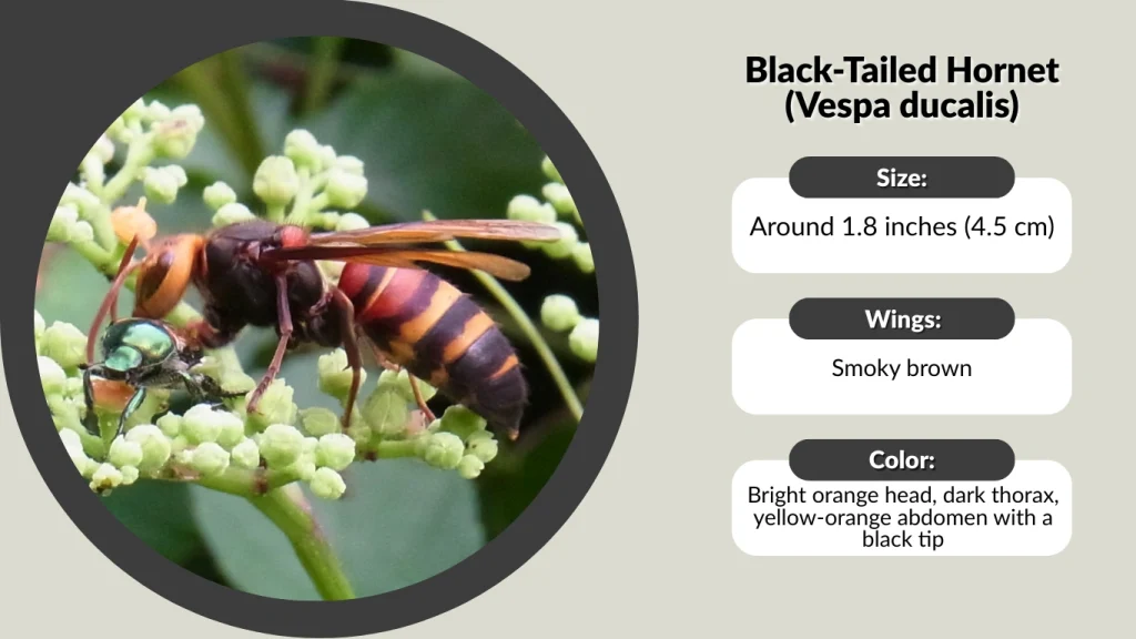 Black-Tailed Hornet (Vespa ducalis)