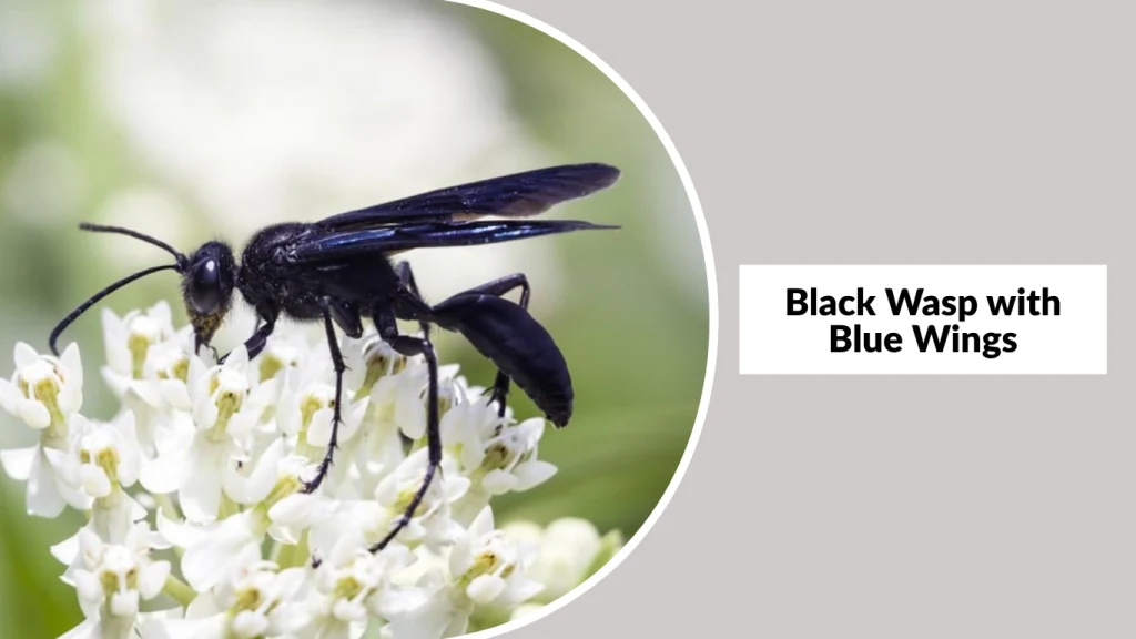 Black Wasp with Blue Wings