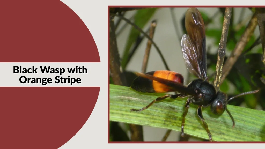 Black Wasp with Orange Stripe