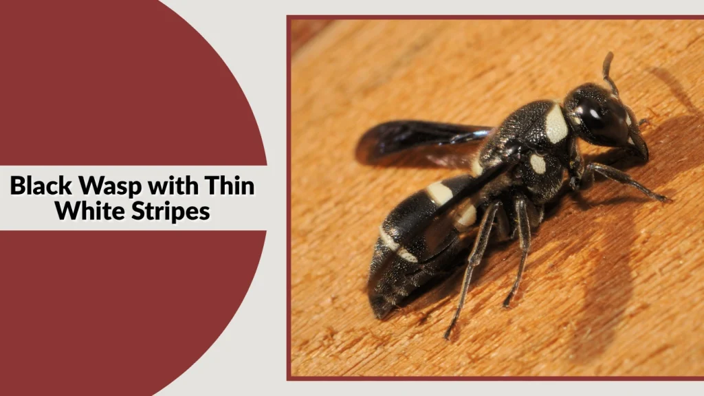 Black Wasp with Thin White Stripes