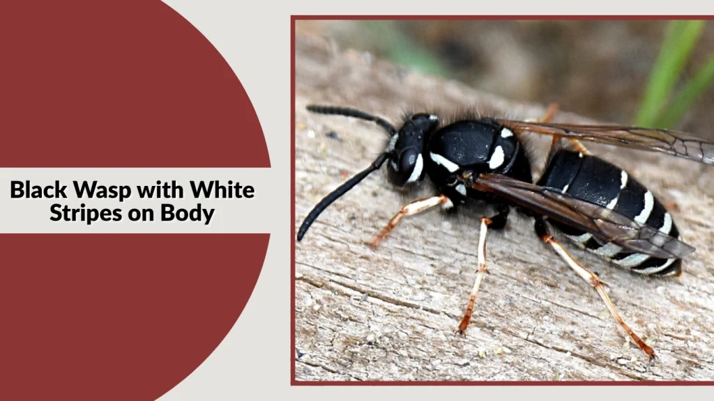 Black Wasp with White Stripes on Body