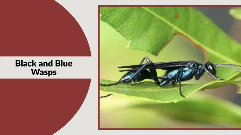 Black and Blue Wasps