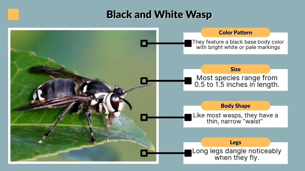 Black and White Wasp
