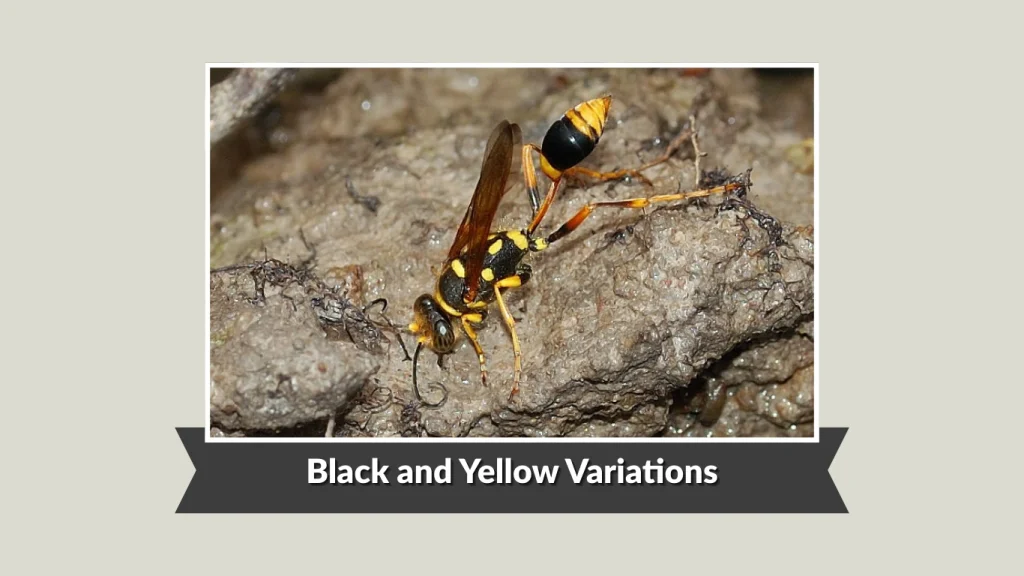 Black and Yellow Variations