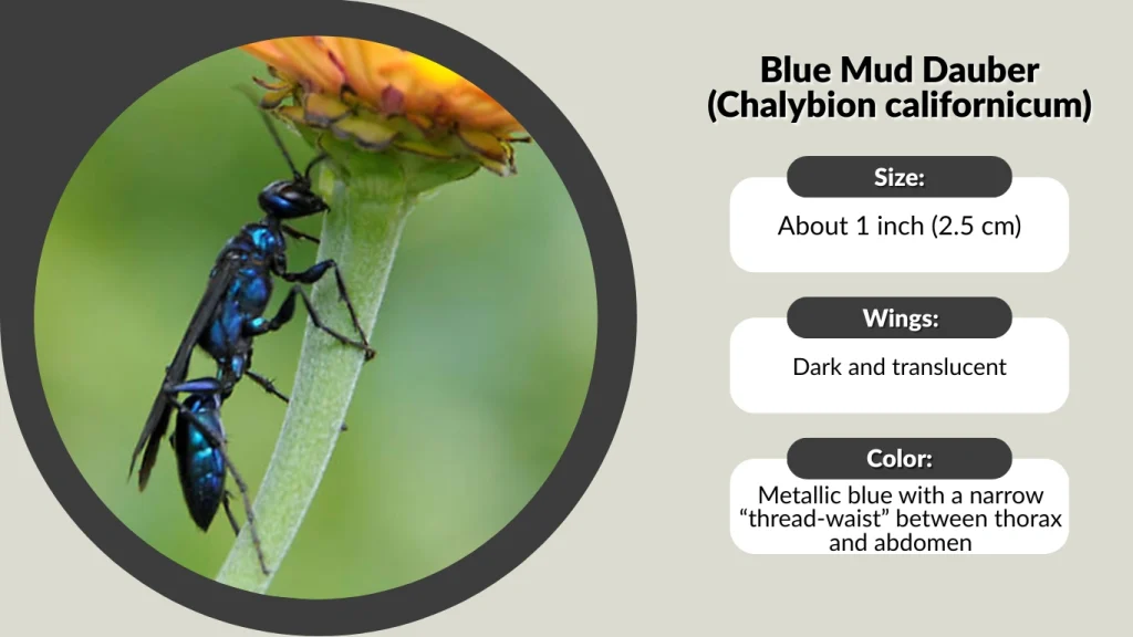 Blue Mud Dauber (Chalybion californicum)